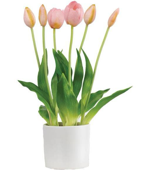 Potted Tulips 9"X9"X13.5" Pink Spring 2025